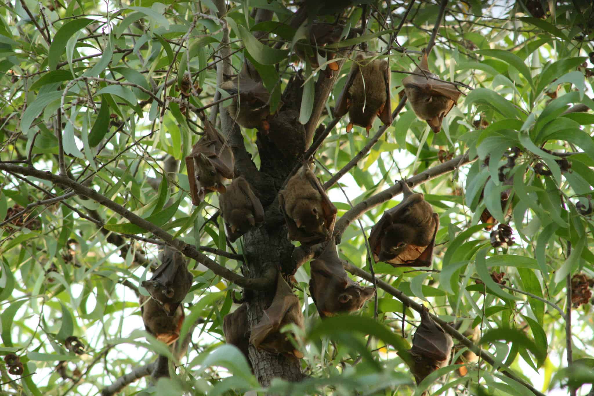 Bats hang in a tree in Togo