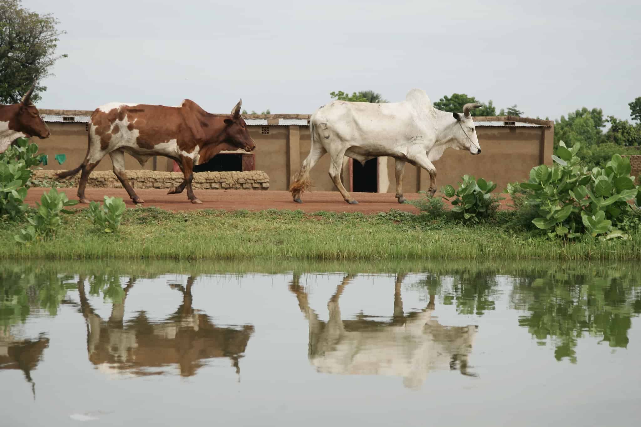 Cows walk along an irrigation canal in Niolo, Mali (photo credit: ILRI/Stevie Mann).