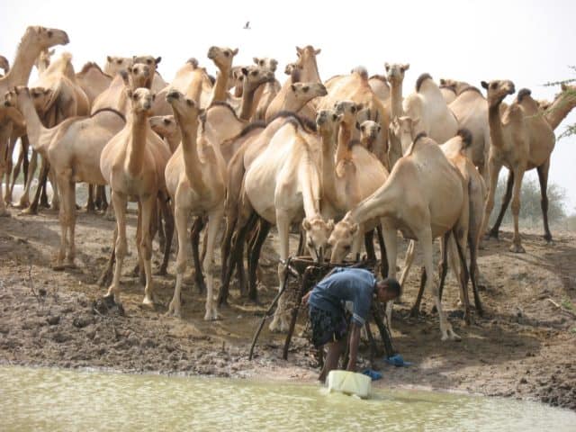 Camels drinking at a water pan in Wajir county in Kenya (photo credit: ILRI/George Wamwere-Njoroge).