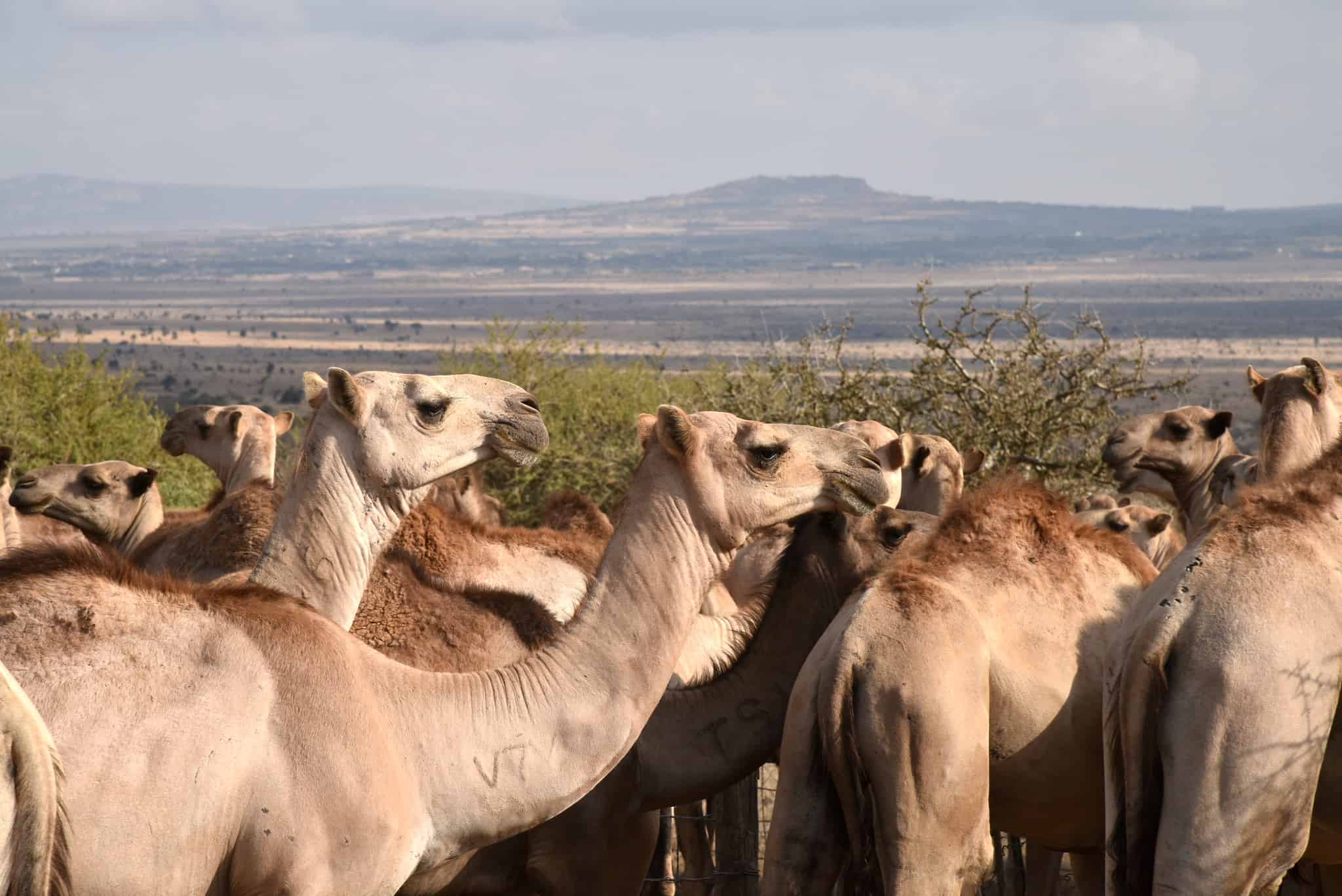 Camels drinking at a water pan in Wajir county in Kenya (photo credit: ILRI/George Wamwere-Njoroge).