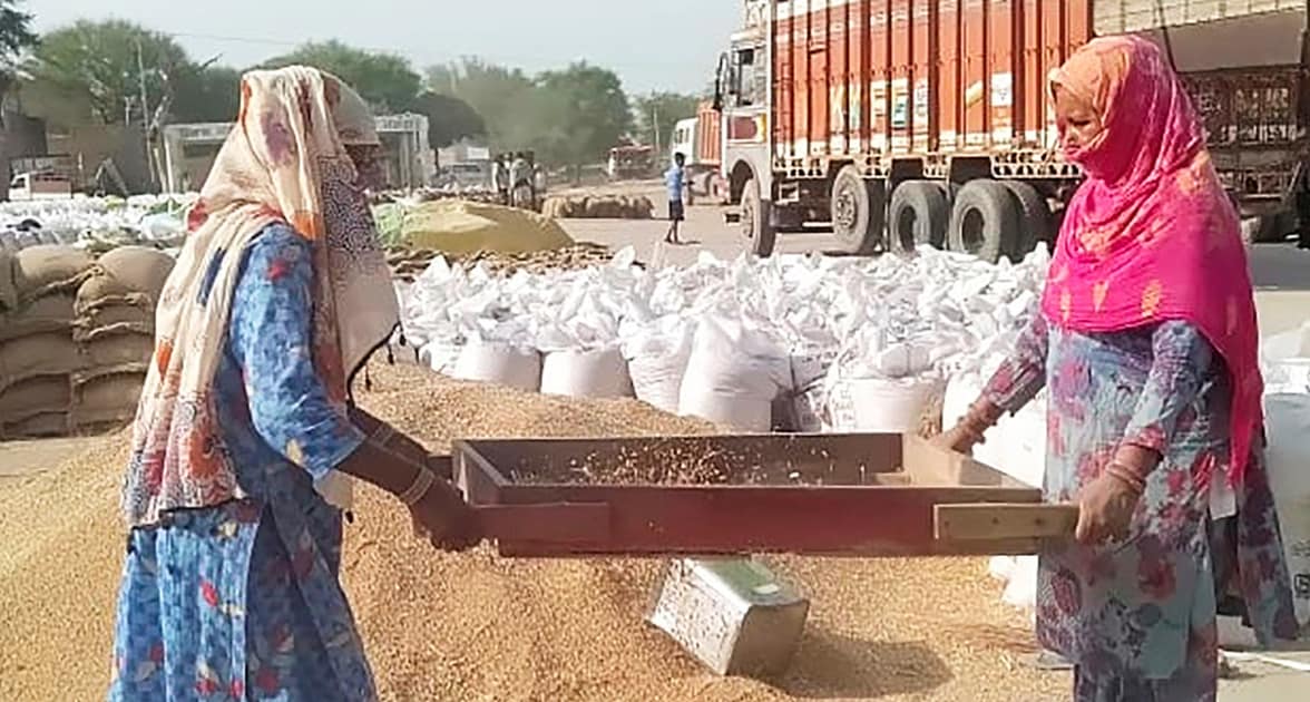 Women winnowing wheat in a Punjab village. Photo: AV Jakhar