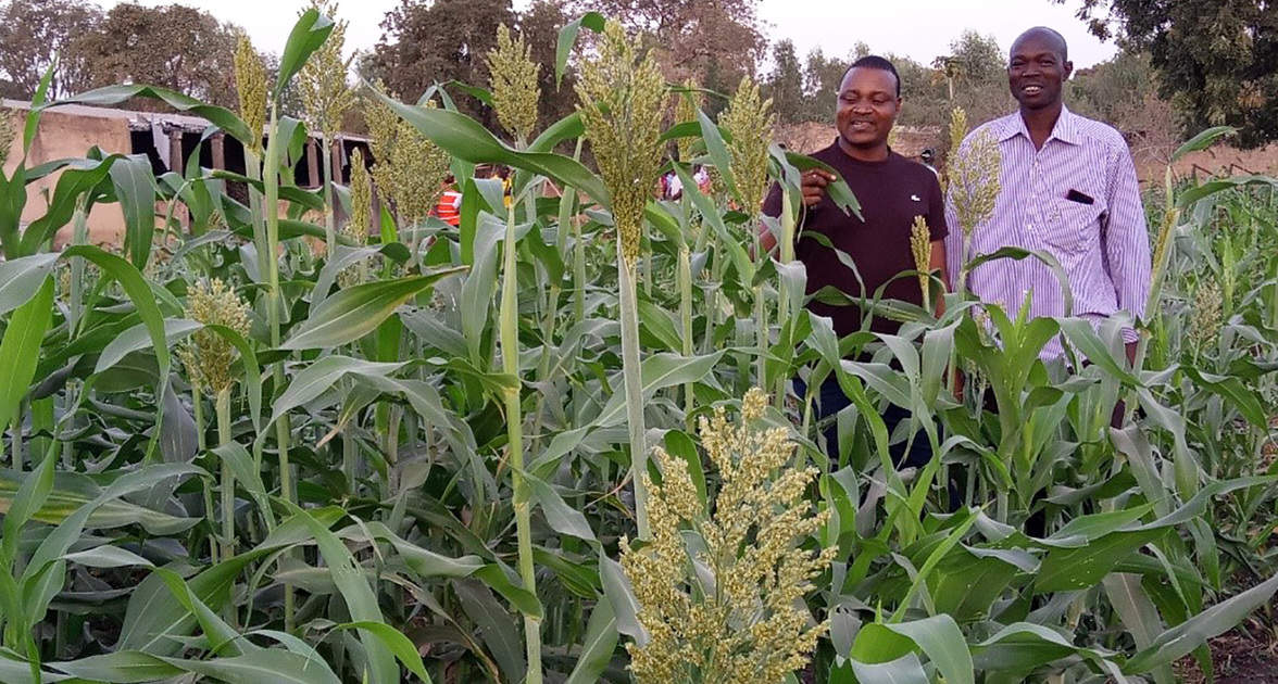 Dr Baloua Nebie and Mr Leon Badiara in a ratooning field of Soubatimi in post-rainy season. Photo: M Nitiema, INERA