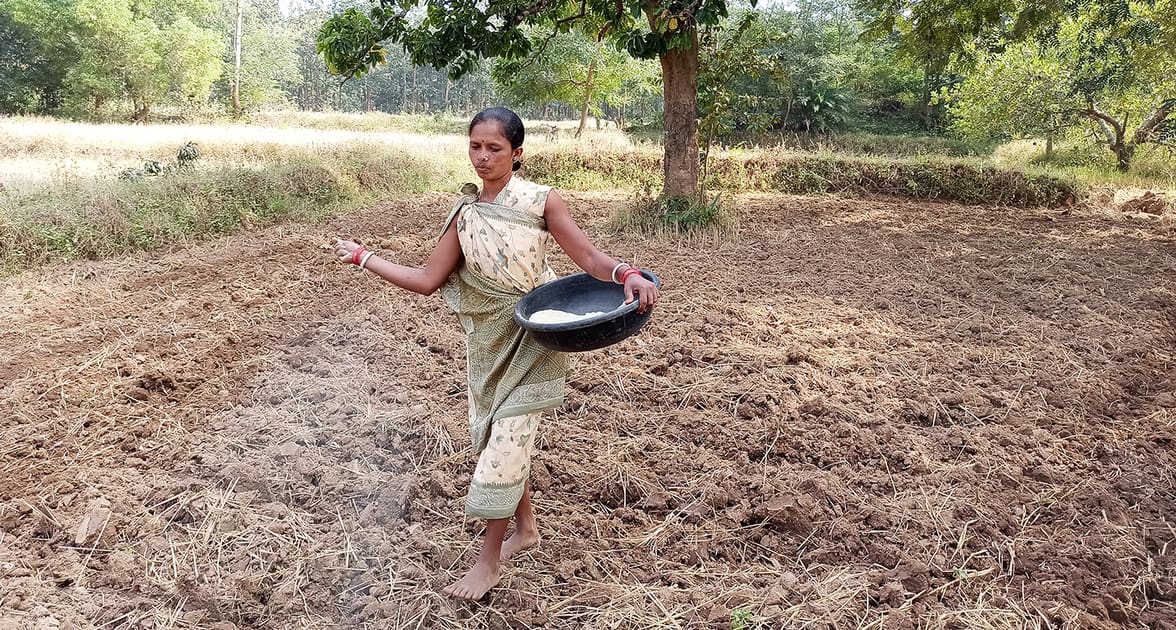 A farmer applies micronutrients to the soil in Nabarangpur district, Odisha. Photo: ICRISAT