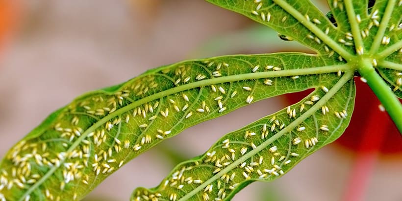 whiteflies