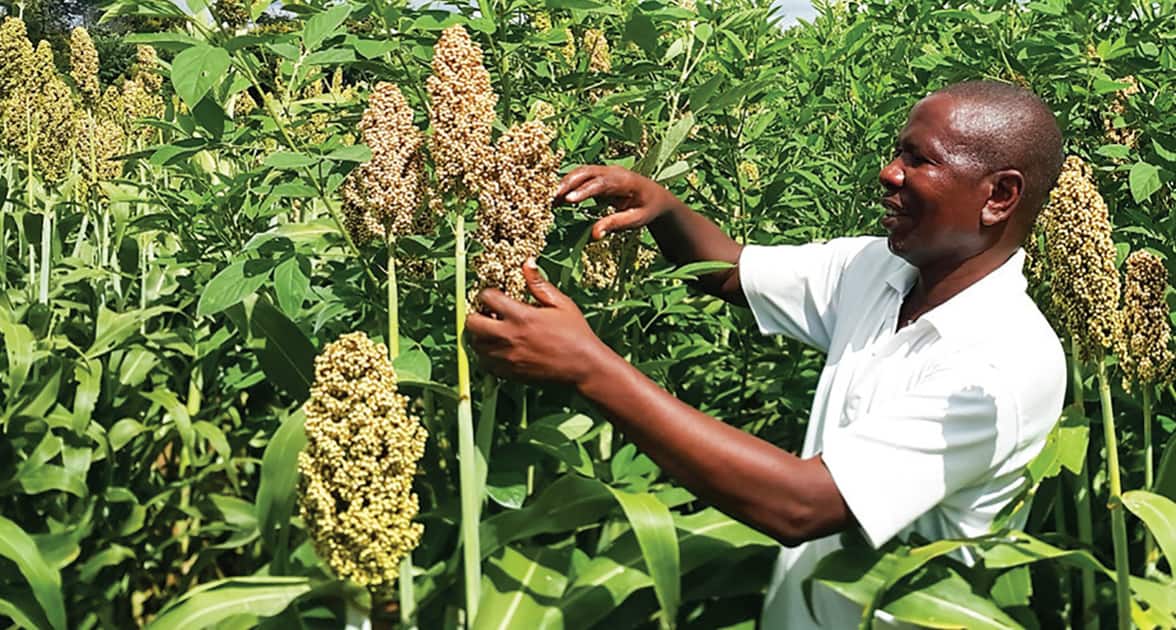 A technician inspecting a sorghum/pigeonpea intercrop trial in Salima district, Malawi. Photo: L Lazarus, ICRISAT