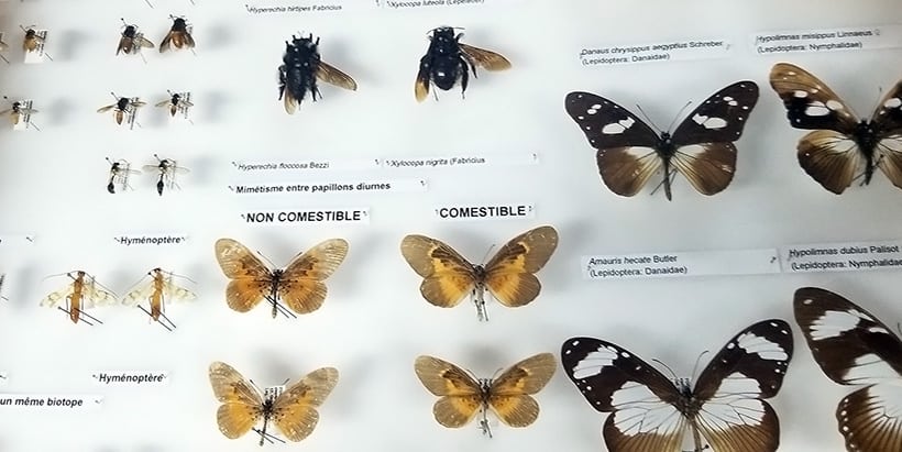 Introducing West Africa’s largest insect collection