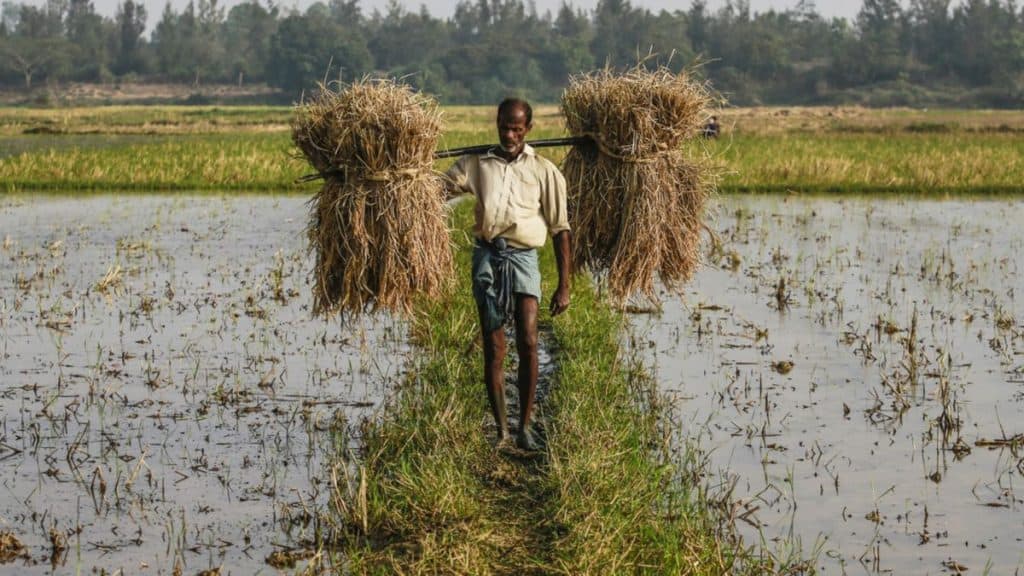 Representational image for Indian agriculture | Photo: Prashanth Vishwanathan | Bloomberg