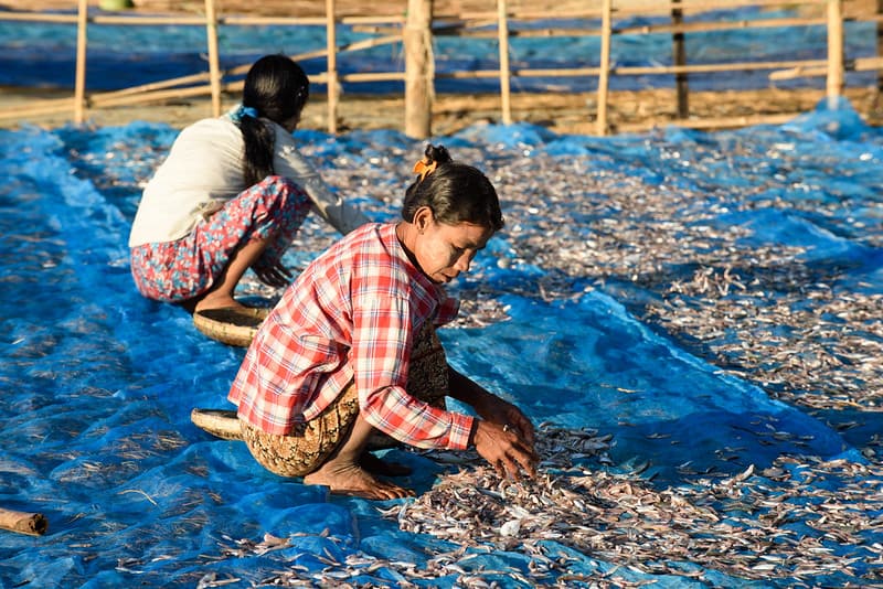 WorldFishFollow Fish drying, Ngapali beach, Gyeiktaw, Myanmar. Photo by Finn Thilsted.