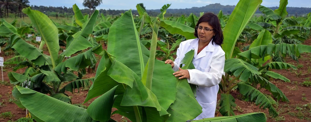 Dr Leena Triphati on the banana field