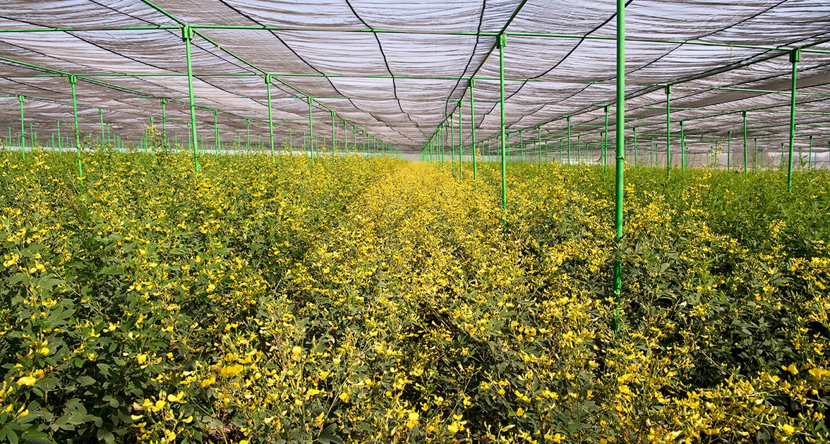 Pigeonpea in bloom at ICRISAT. Photo: Punna S, ICRISAT