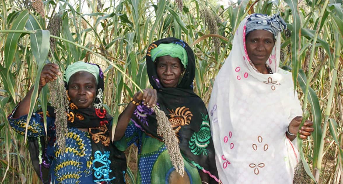 Farmers in a sorghum field in Sikasso, Mali. Photo: A Diama, ICRISAT