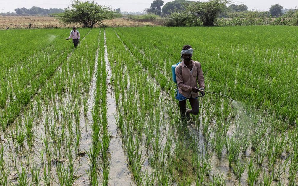 Rice farmer in field (ICRISAT)