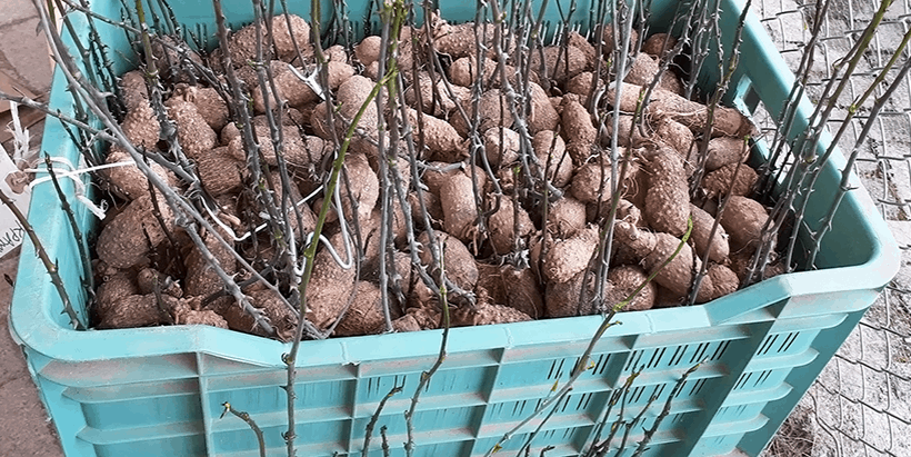 Yam seed sprouting