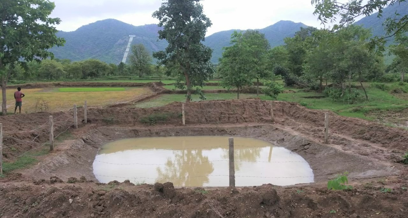 Farmer Pabitra Majhi’s farm in Ranibahal village, Kalahandi district, Odisha. Photos: ICRISAT Development Center