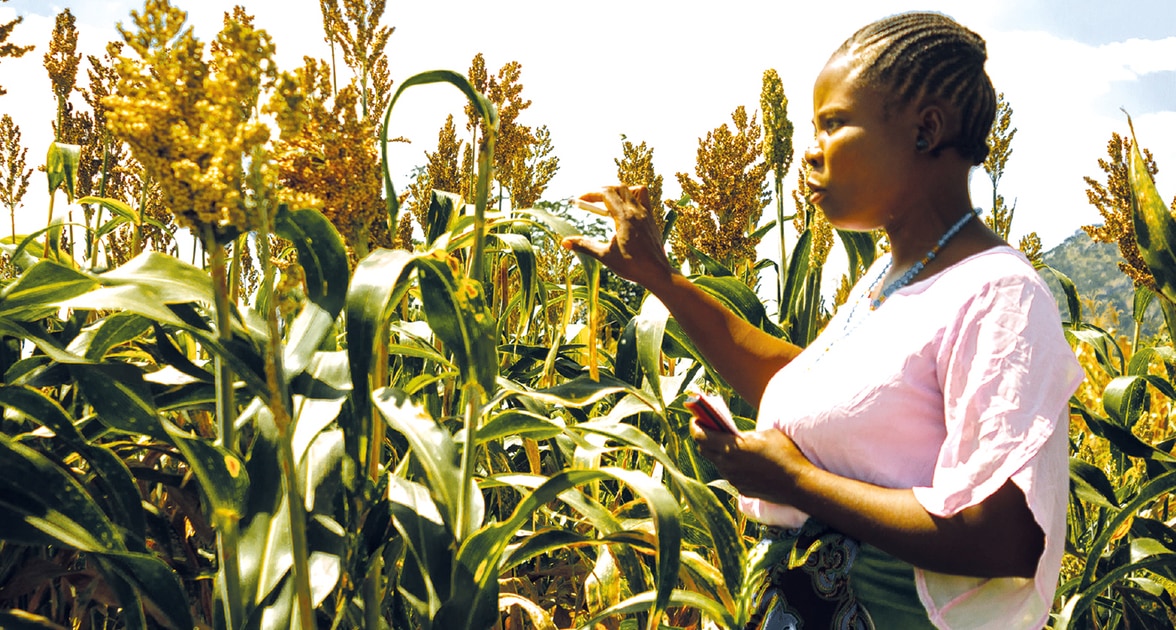 Farmers like Elinati Mbewe from Dedza will see their sorghum productivity increase, as a result of the new varieties. Photo, ICRISAT