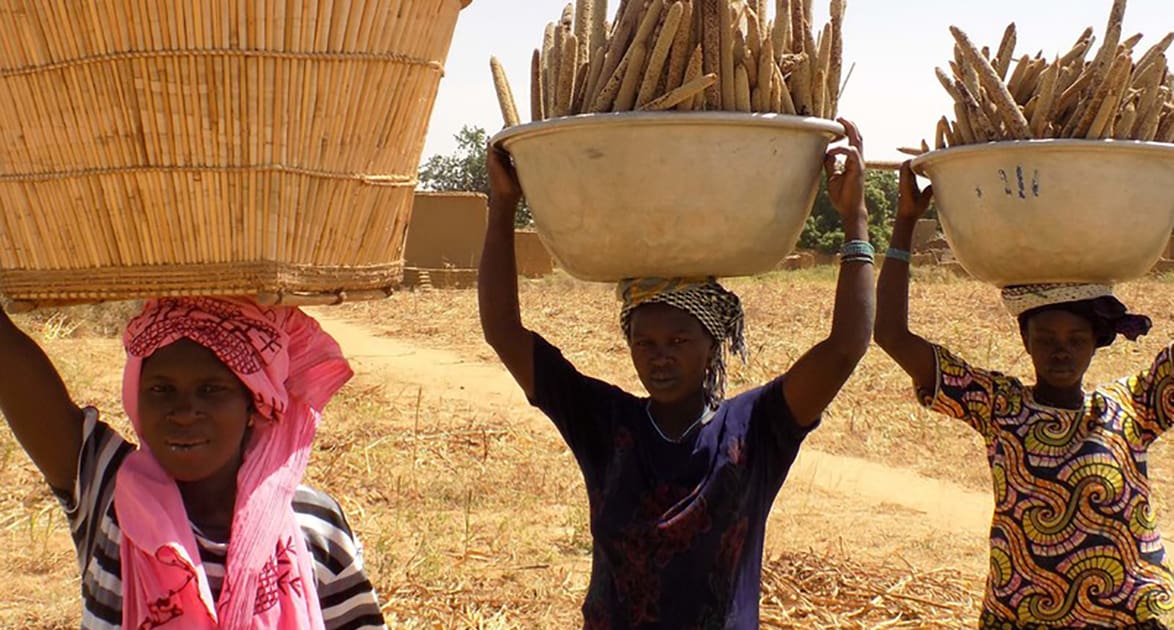 Pearl millet harvest from a field in Mali. Photo: Agathe Diama, ICRISAT