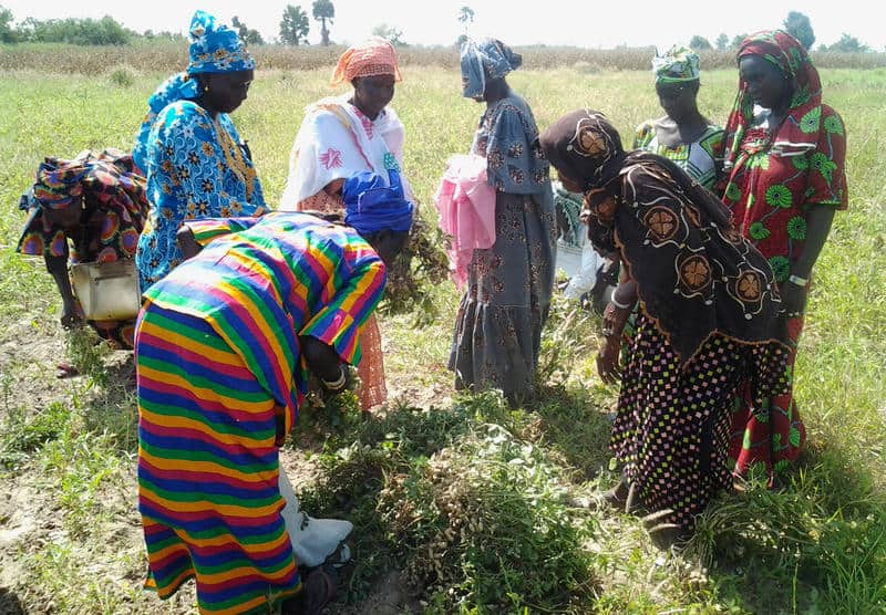 Groundnut producers from the Fatick region (Senegal) visiting demonstration plots of new varieties Photo: Hodo-Abalo Tossim