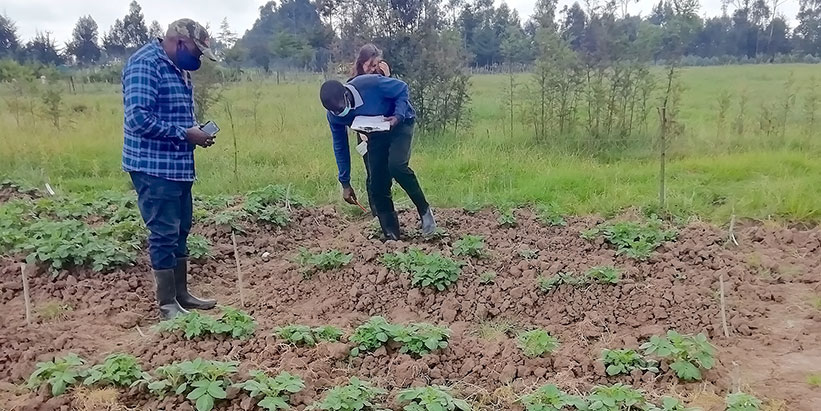 Researchers-evaluating-a-potato-field-for-resistance-to-PCN.