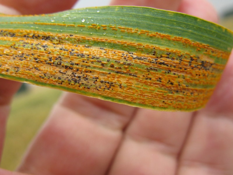 A wheat leaf infected with yellow rust, also known as stripe rust. Photo: Thomas Lumpkin/CIMMYT