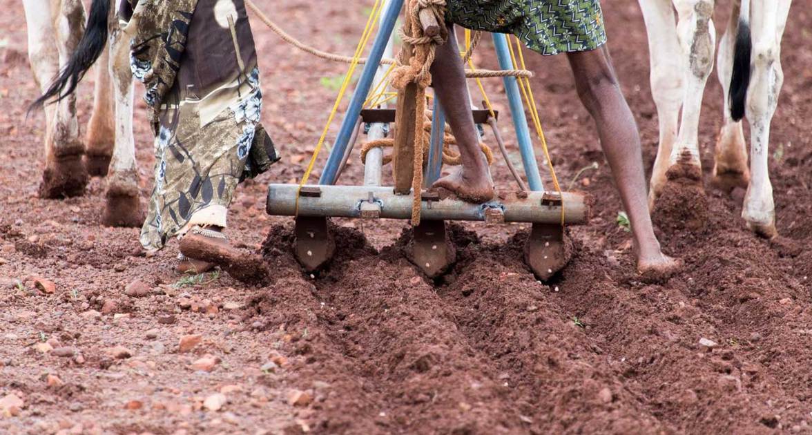 A farmer ploughs his field in Kurnool, Andhra Pradesh. Photo: P Srujan, ICRISAT