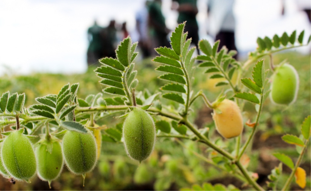 A chickpea crop in fruit at a demonstration field in Phalombe district. (ICRISAT)