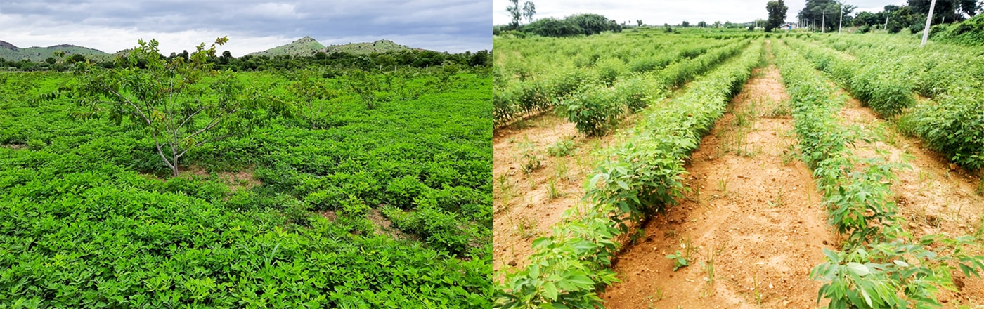(L) Groundnut demonstration plot interspersed with guava trees in Anantapur. (R) Pigeonpea demonstration plot in Wanaparthy. Photo: ICRISAT