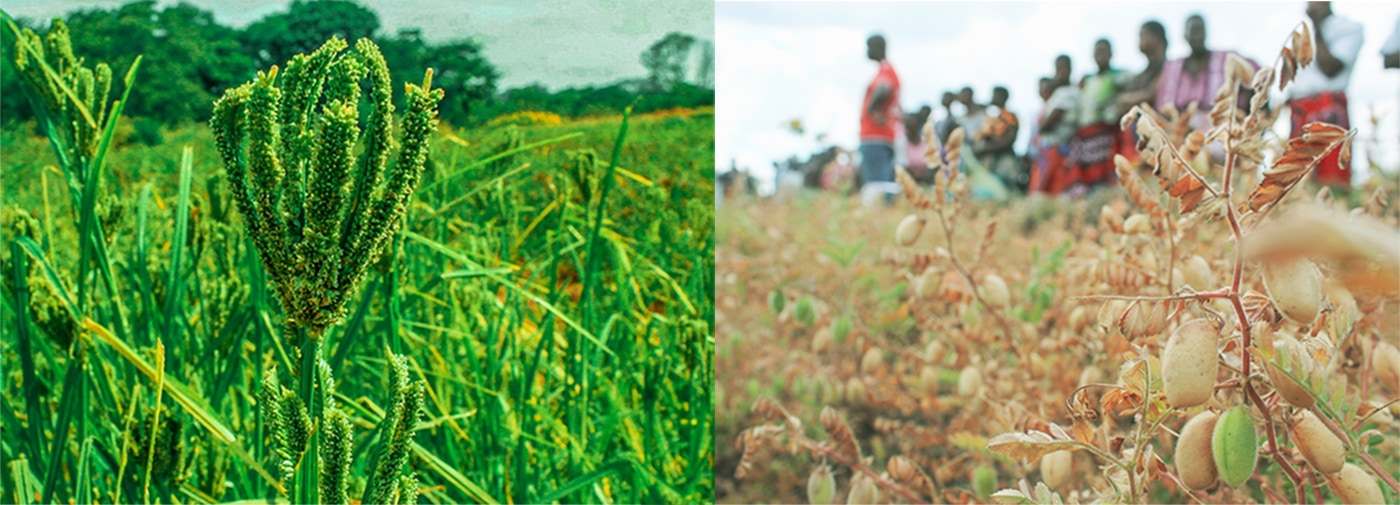 (L) Finger millet on-station trial at Chitedze research station. (R) On-farm chickpea trial in Phalombe district. Photo: ICRISAT-Malawi