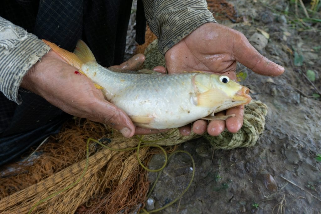 Aung Kyaw with fish from his pond. Photo by Majken Schmidt Søgaard.