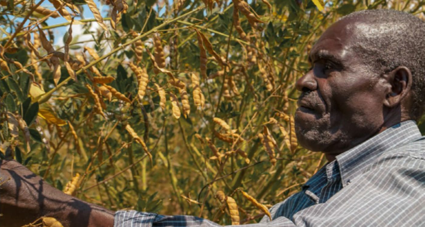 Peter Mwangofi tending his pigeonpea crop. Photo: ICRISAT, Malawi