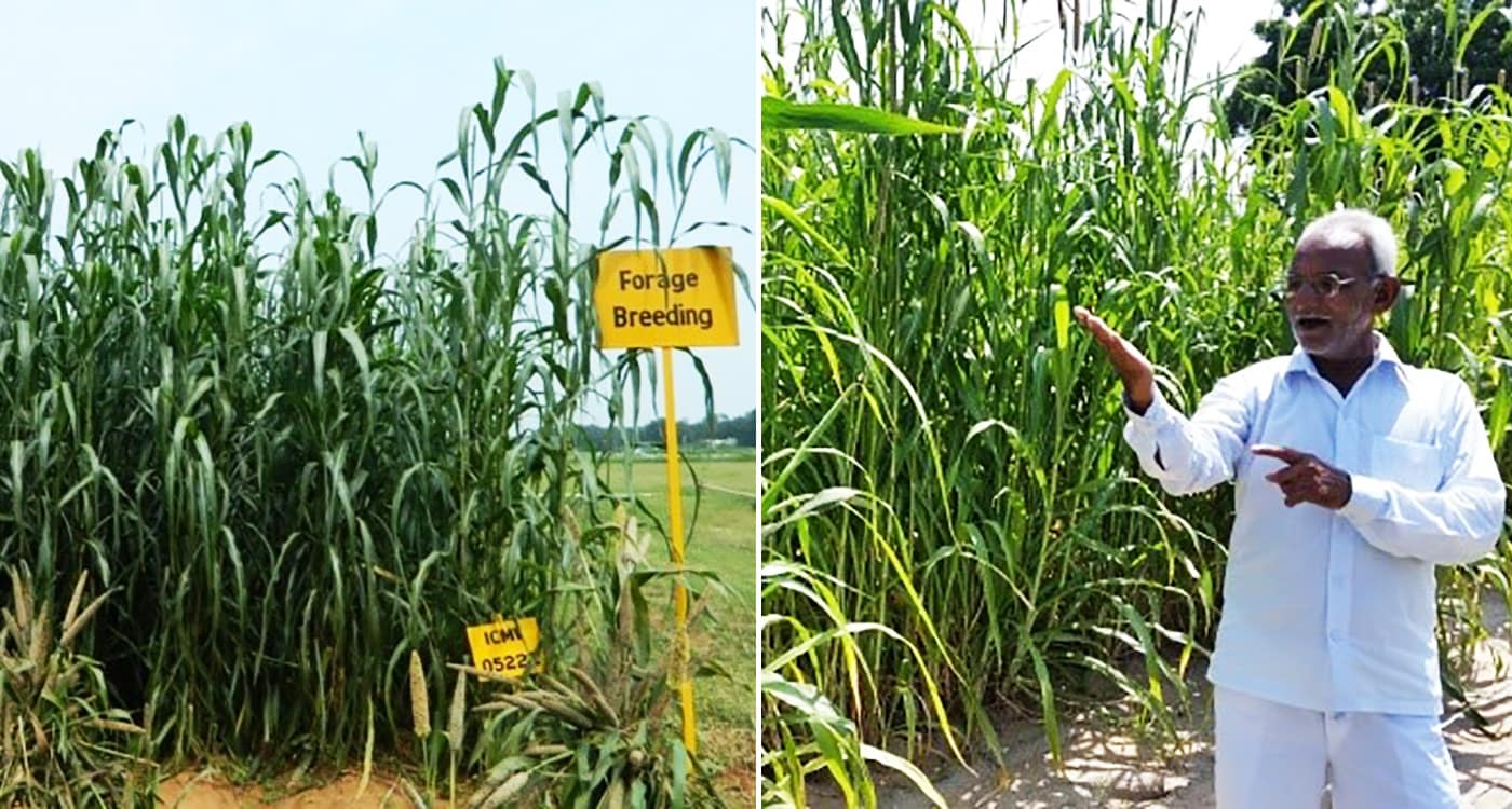 Forage variety pearl millet on the research field (left) and farmer’s field (right). Photo: ICRISAT