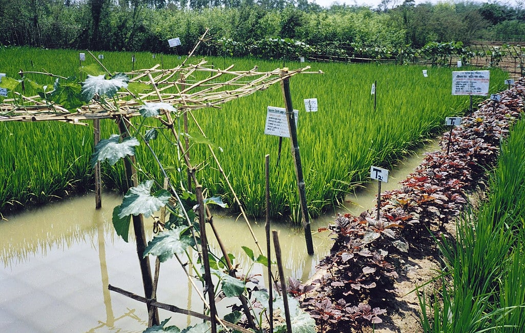 Integrated agriculture-aquaculture with rtb crops within ponds. Aquaculture, Bangladesh. Photo by Mark Prein, 2006.