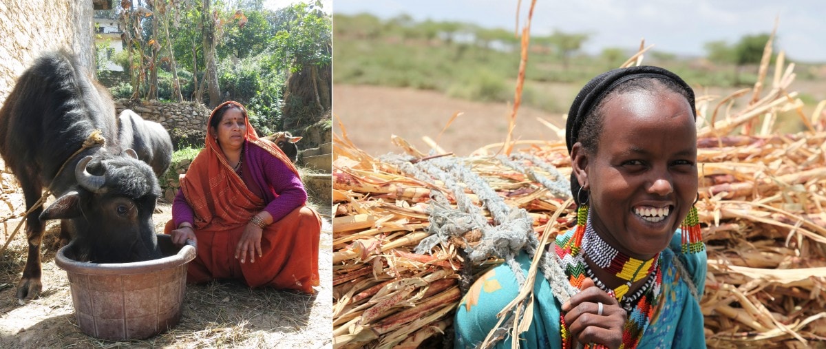 From India to Ethiopia, crop residues - the 'leftovers' after crops have been harvested - have long been valued by farmers as feed for their livestock. (Left) Photo S. Macmillan/ILRI (right) A. Habtamu/ILRI