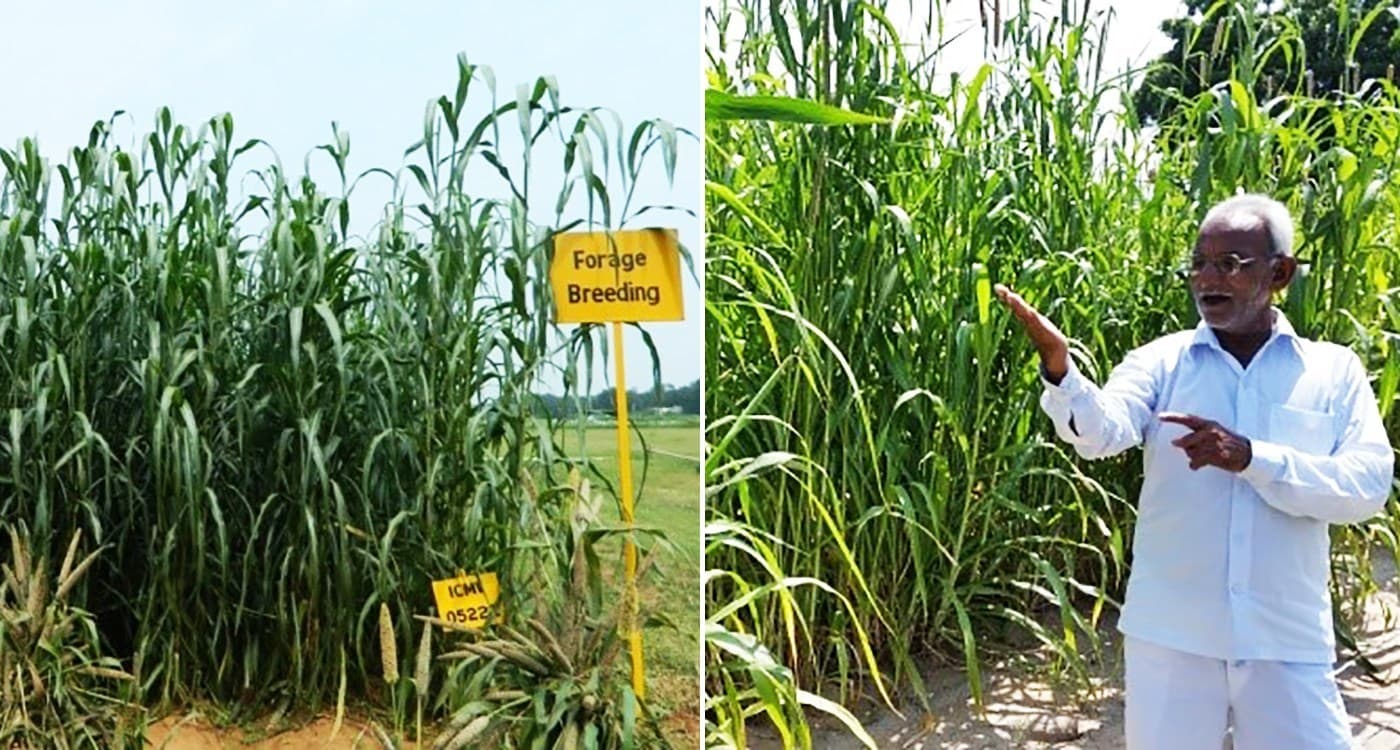 Forage variety pearl millet on the research field (left) and farmer’s field (right). Photo: ICRISAT