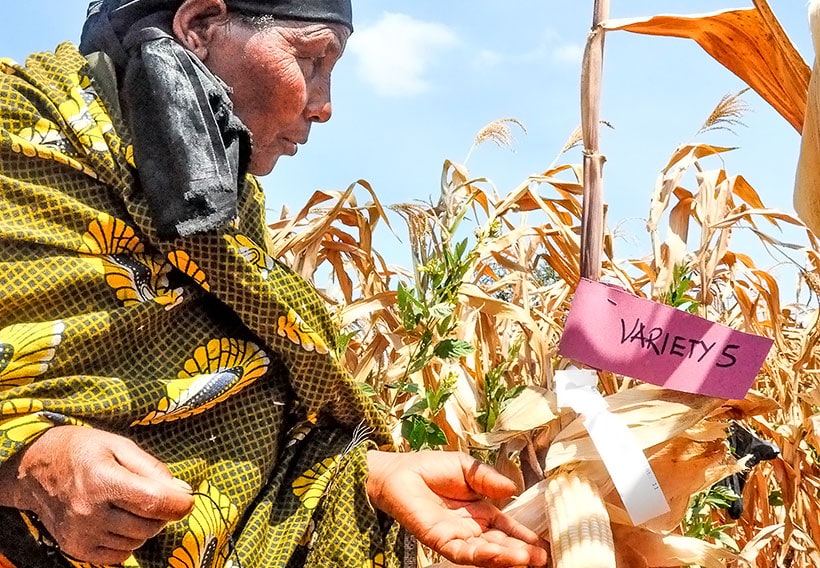 A female farmer taking part in a participatory variety evaluation as part the Africa RISING project