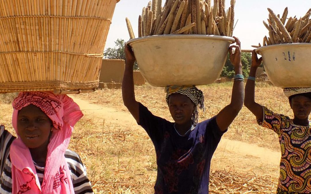 Women farmers carry millet