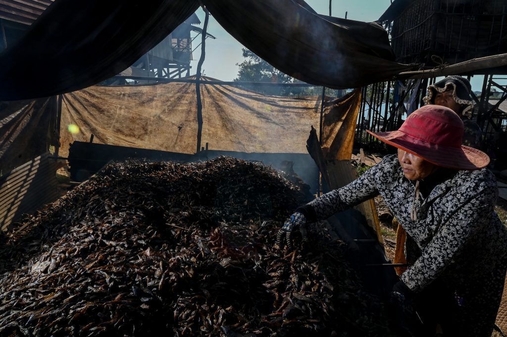 Fish smoking near the Tonle Sap lake in Siem Reap, Cambodia. Photo by Neil Palmer.