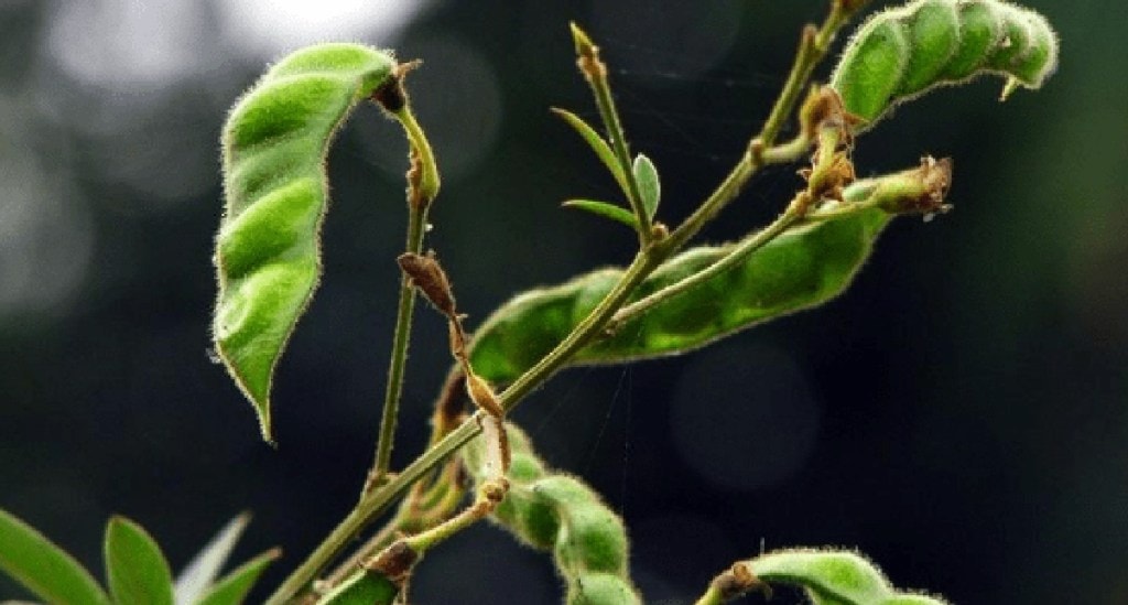 Pigeonpea crop. Photo: BioTechniques