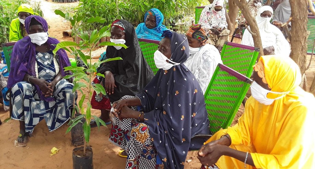 Women farmers during a grafting demonstration in Niger. Photo: B Traore, ICRISAT