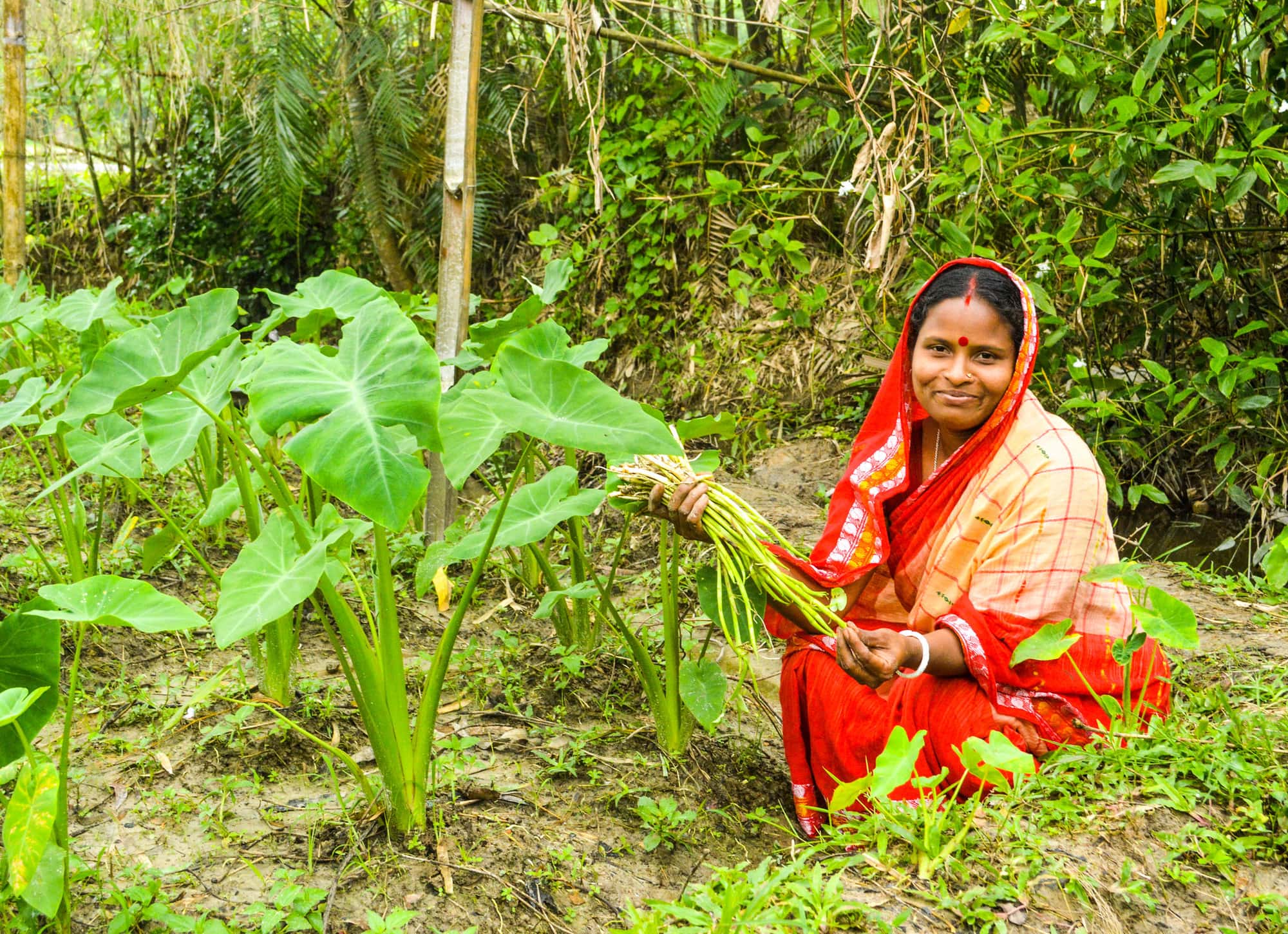 Harvesting veg in Bangladesh - WorldFish - M.Rahman