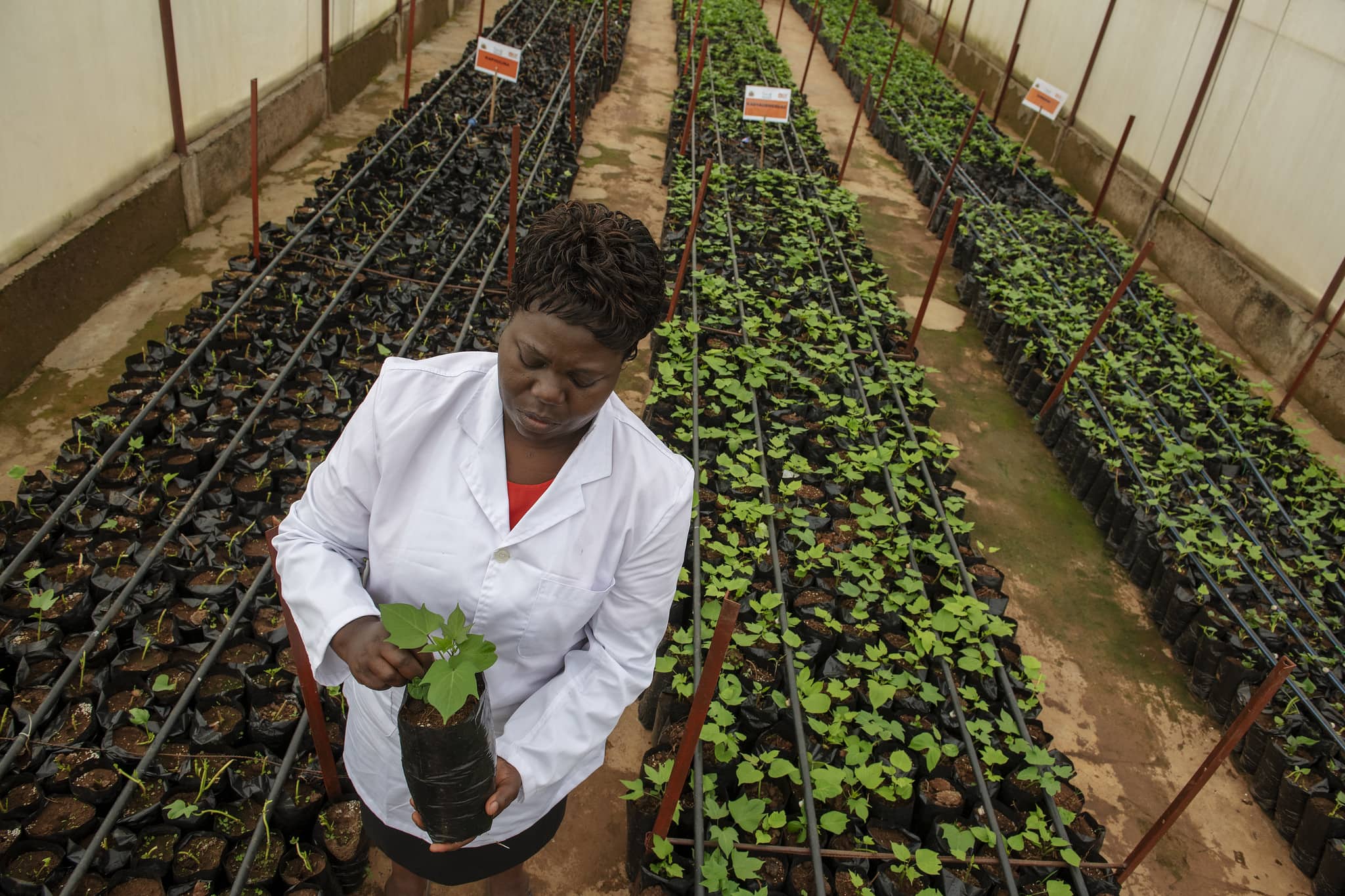 OFSP breeder at CIP facility in Malawi