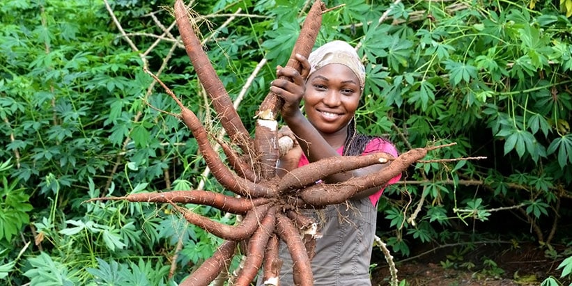 A farmer proudly displays TME419 cassava variety