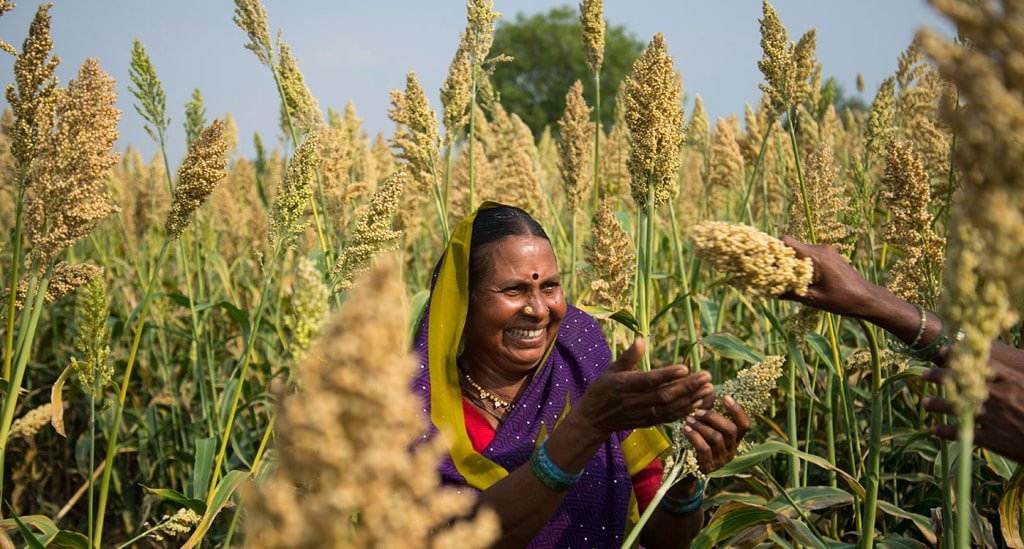 Sorghum in a farmer’s field in India. Photo: Punna S, ICRISAT