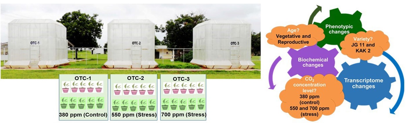 A combined physiological and transcriptomic approach provides insights into the molecular dynamics and gene regulation of the responses to CO2 stress. Photo: ICRISAT