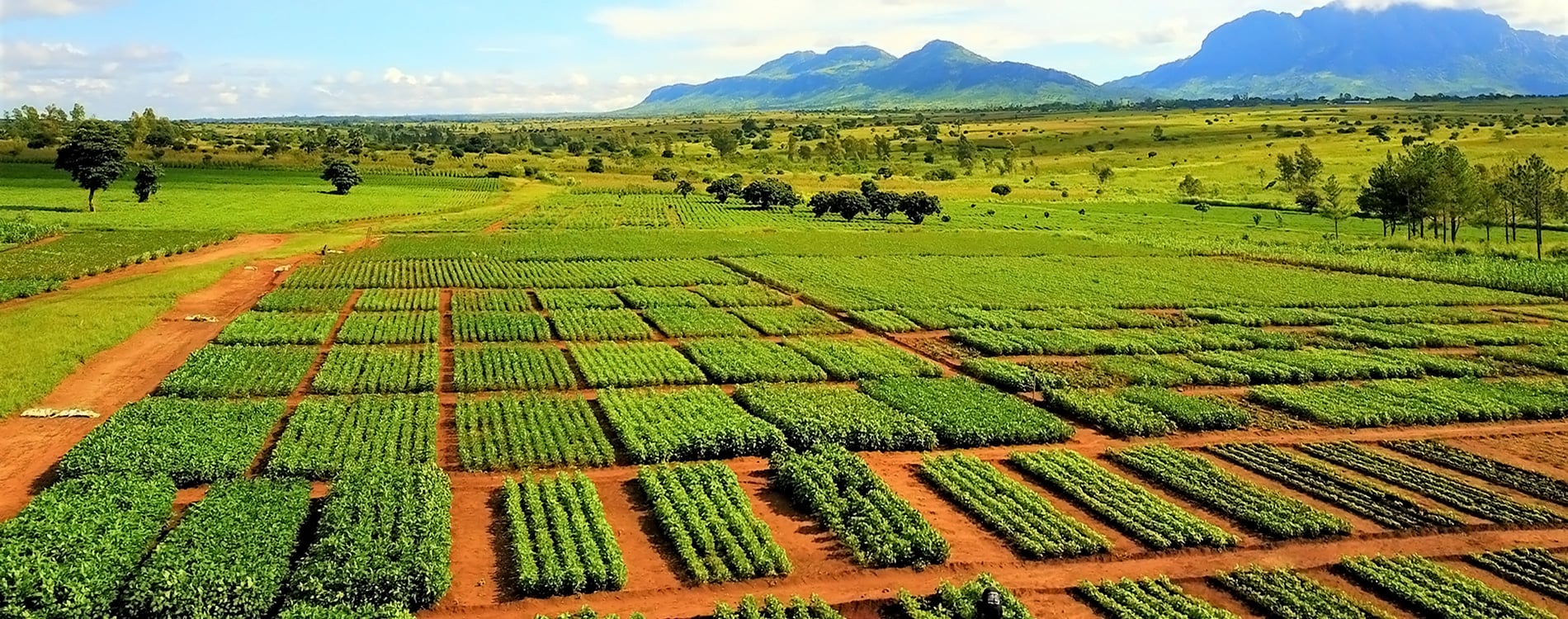 IITA and CIMMYT collaborate to enhance adoption of Conservation Agriculture in Southern Africa