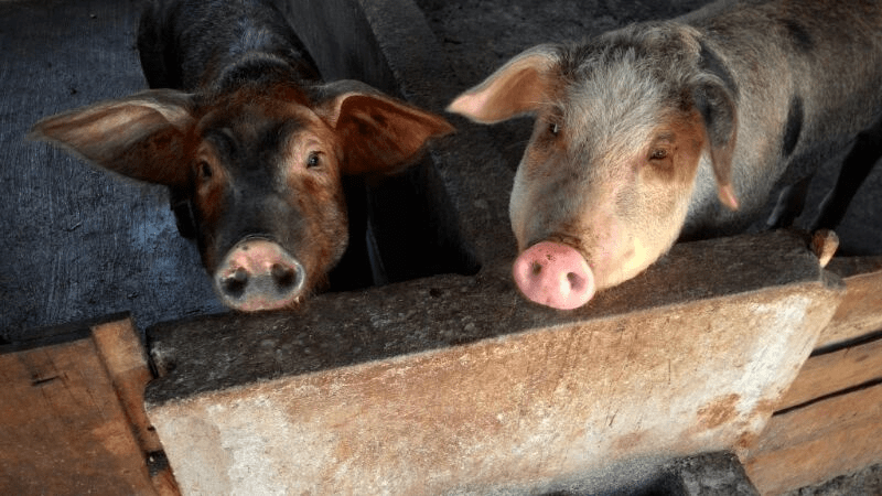 Local pigs in Tay Nguyen, Vietnam (photo credit: ILRI/Fred Unger)