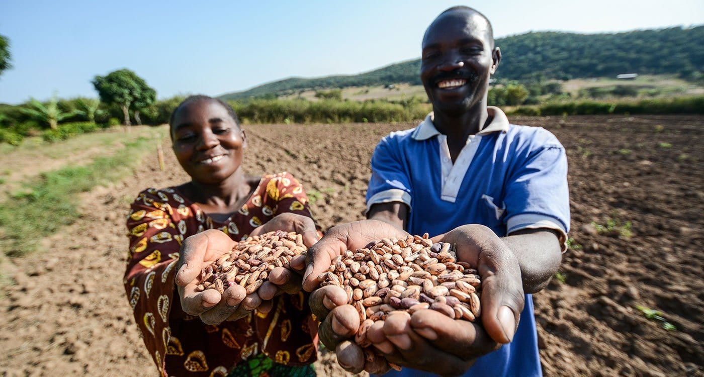 The Bakukus on their farm in Tanzania. The farmer couple are beneficiaries of the TL projects. They increased their family income with seed production and improved bean grain has enabled them to rear cattle and pigs, grow avocado and invest in a bio-gas plant. Photo: Tropical Legumes Hub