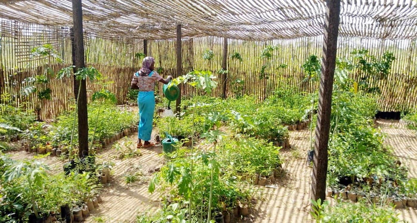 Fruit tree nursery in the commune of Bande, Zinder, Niger. Photo: B Traore, ICRISAT