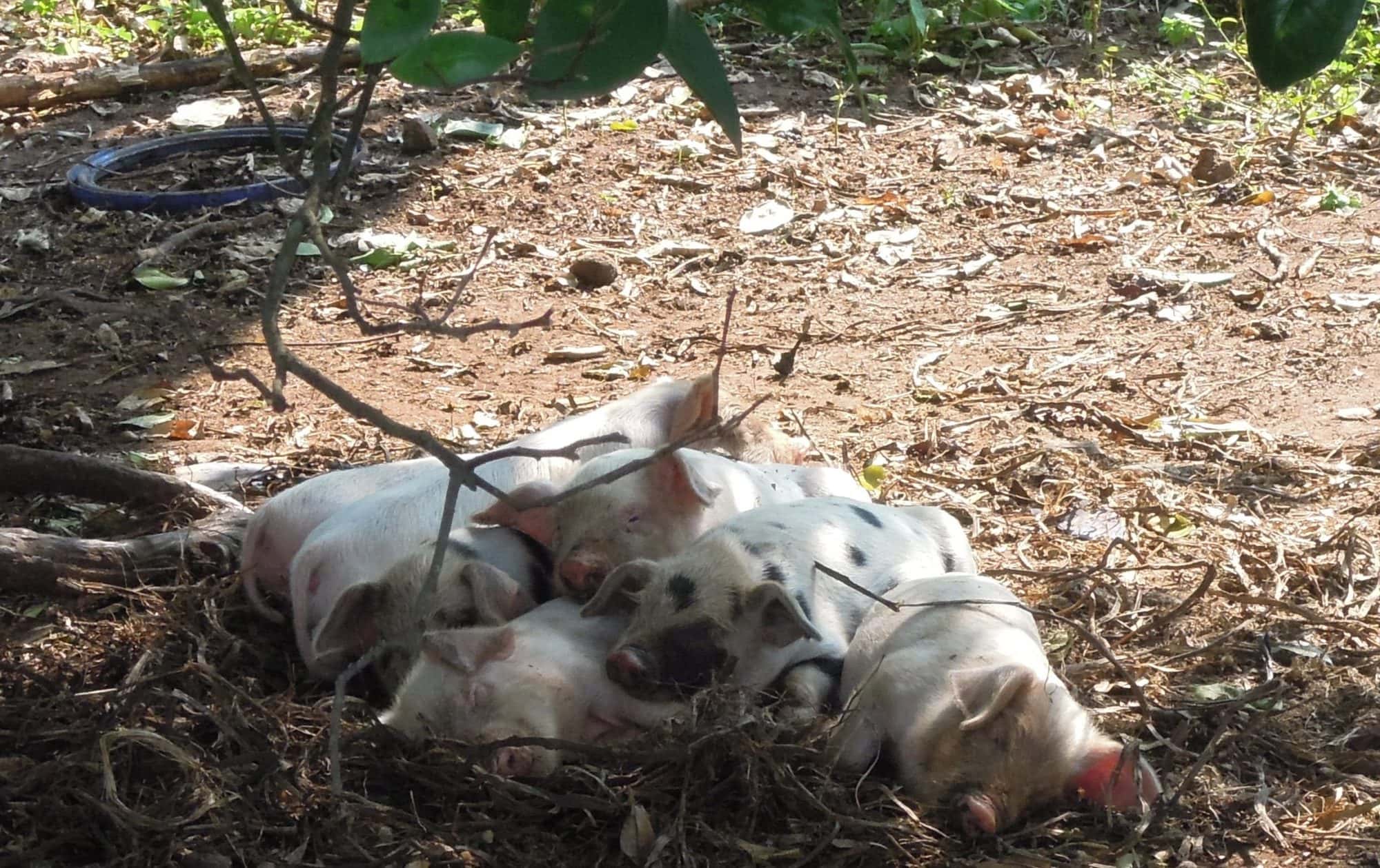 Free ranging smallholder piglets in Kamuli district, Uganda (photo credit: ILRI/Eliza Smith).