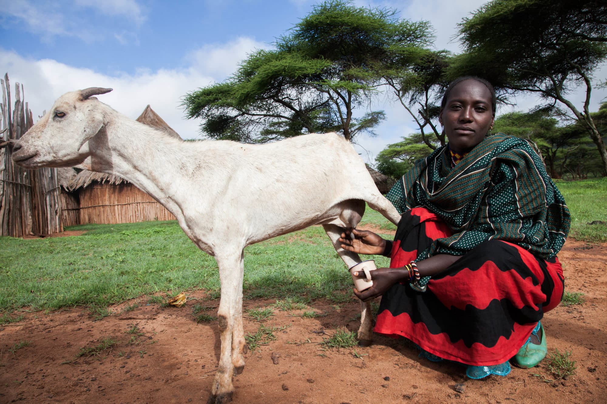 A pastoralist milks her goat, Borana, Ethiopia (photo credit: ILRI/Zerihun Sewunet).