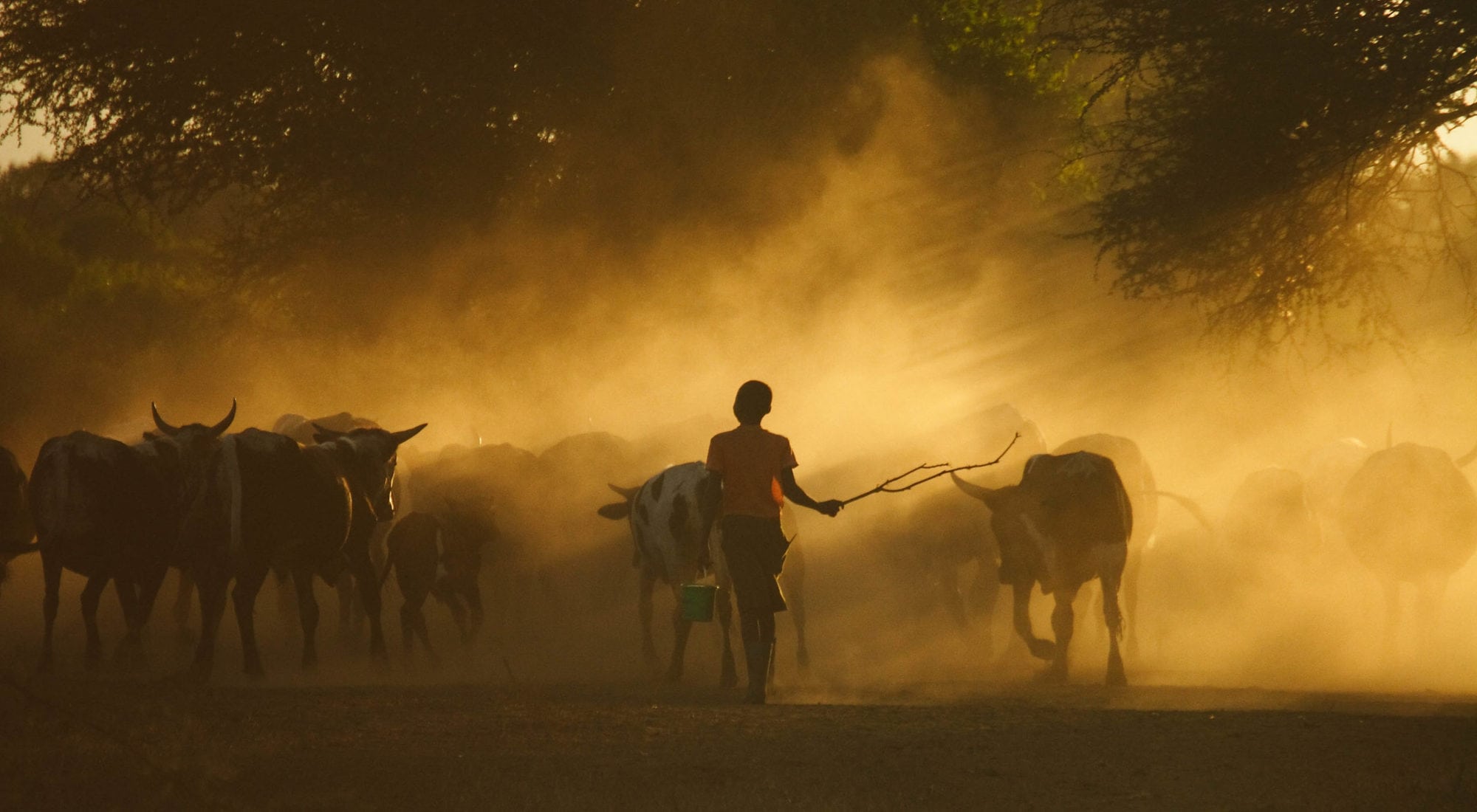 Cattle coming in from the fields in the evening in Lhate Village, Chokwe, Mozambique (photo credit: ILRI/Stevie Mann).